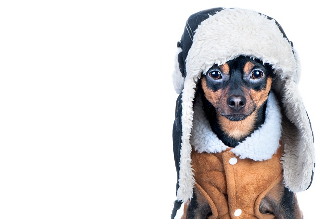 Zimní oblečky pro psy a zima vás nepřekvapí