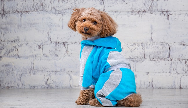 Oblečky pro malé psy jsou trendy i praktické